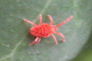 Aphids image